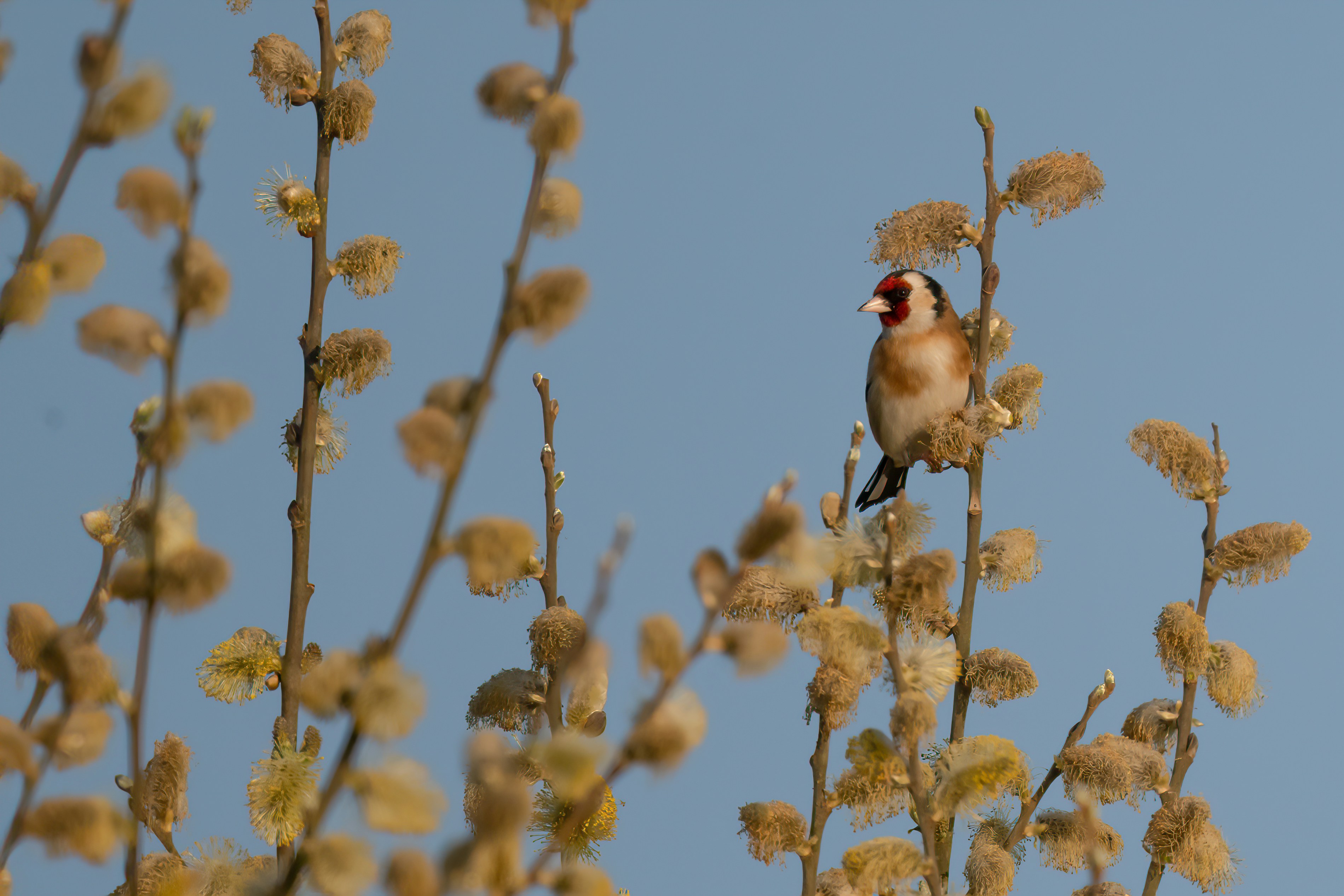 🎉 Conclusion: Your Perfect Melody Awaits! by Custom Song a bird sitting on top of a tree branch