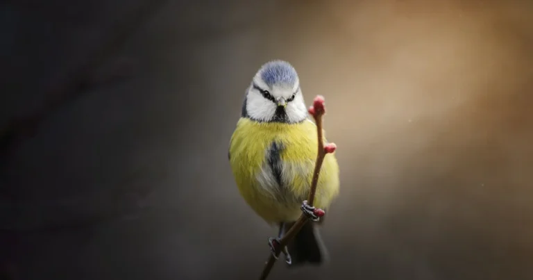 Featured image for 10 Jaw-Dropping Songfinch Examples That Will Inspire You 2026